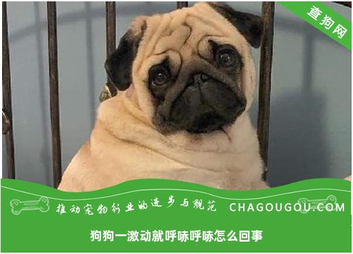 狗狗一激动就呼哧呼哧怎么回事