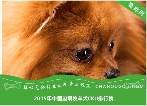 2015年中国边境牧羊犬CKU排行榜