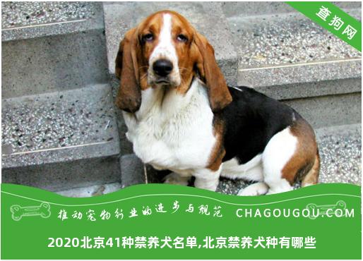 2020北京41种禁养犬名单,北京禁养犬种有哪些