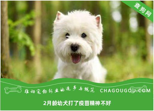 2月龄幼犬打了疫苗精神不好