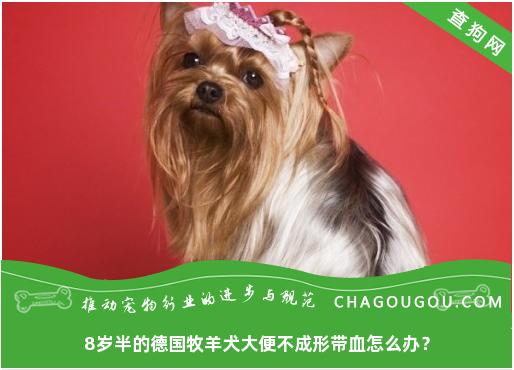 8岁半的德国牧羊犬大便不成形带血怎么办？