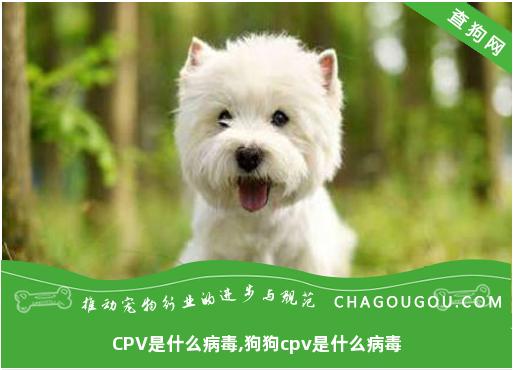 CPV是什么病毒,狗狗cpv是什么病毒