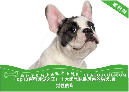 Top10狗狗嗅觉之王！十大闻气味最厉害的猎犬,嗅觉强的狗