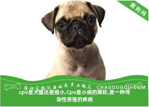 cpv是犬瘟还是细小,Cpv是小病的简称,是一种传染性很强的疾病