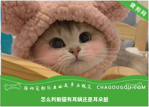 怎么判断猫有耳螨还是耳朵脏