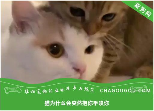 猫为什么会突然抱你手咬你