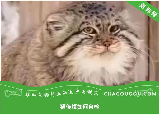 猫传腹如何自检