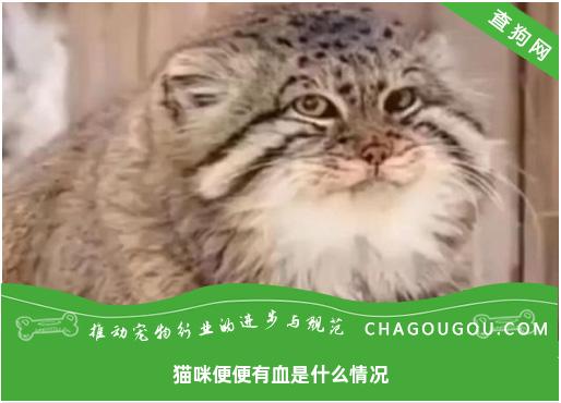 猫咪便便有血是什么情况