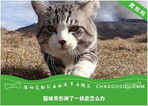 猫咪受伤掉了一块皮怎么办