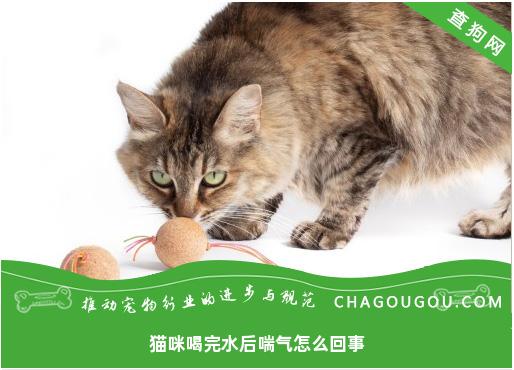 猫咪喝完水后喘气怎么回事