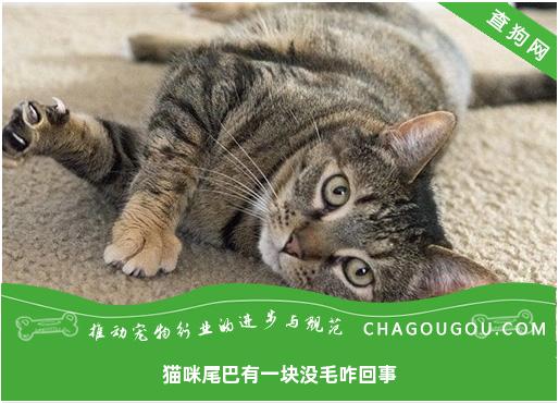 猫咪尾巴有一块没毛咋回事