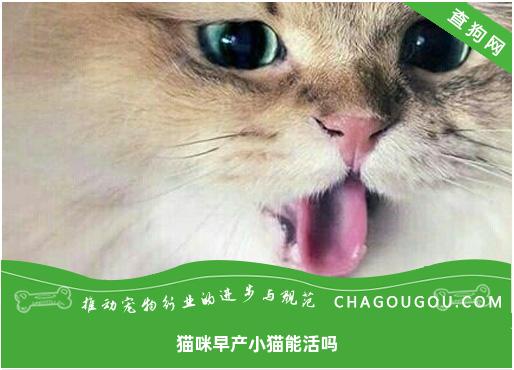 猫咪早产小猫能活吗