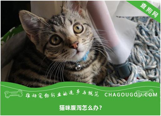 猫咪腹泻怎么办？