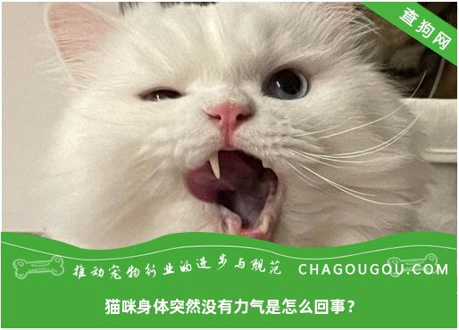 猫咪身体突然没有力气是怎么回事？