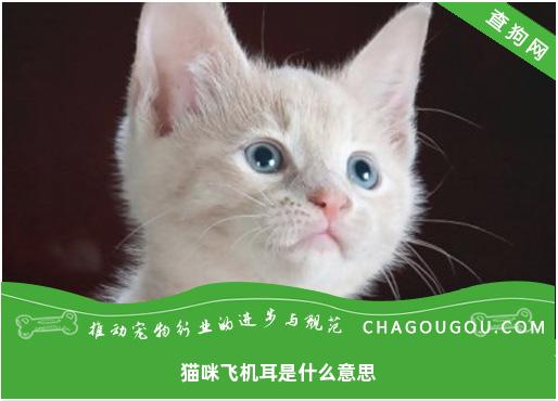 猫咪飞机耳是什么意思