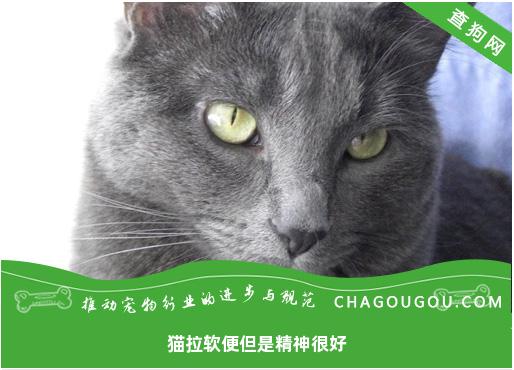 猫拉软便但是精神很好