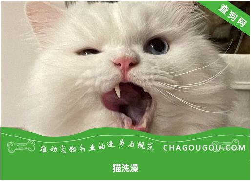 猫洗澡