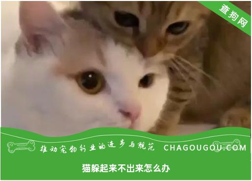 猫躲起来不出来怎么办