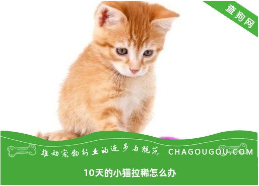 10天的小猫拉稀怎么办