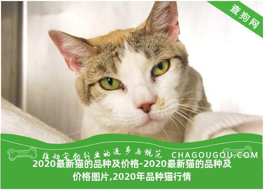 2020最新猫的品种及价格-2020最新猫的品种及价格图片,2020年品种猫行情