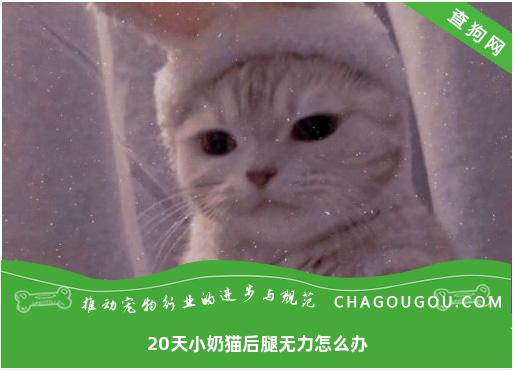 20天小奶猫后腿无力怎么办