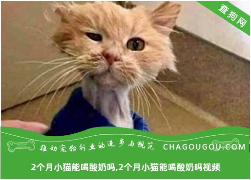 2个月小猫能喝酸奶吗,2个月小猫能喝酸奶吗视频