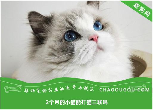 2个月的小猫能打猫三联吗