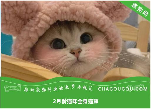 2月龄猫咪全身猫藓