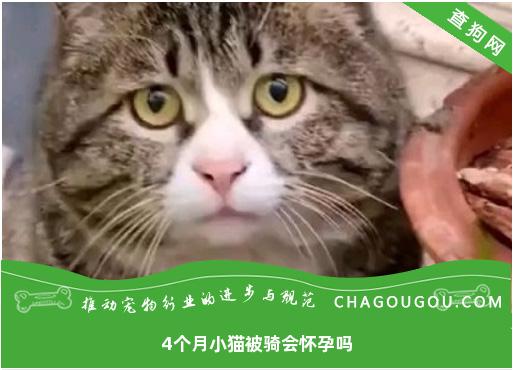 4个月小猫被骑会怀孕吗