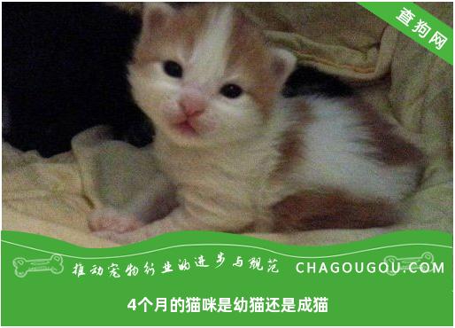 4个月的猫咪是幼猫还是成猫