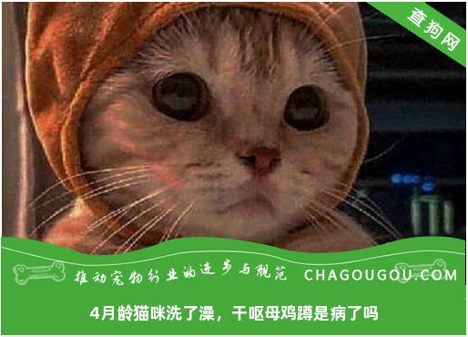 4月龄猫咪洗了澡，干呕母鸡蹲是病了吗