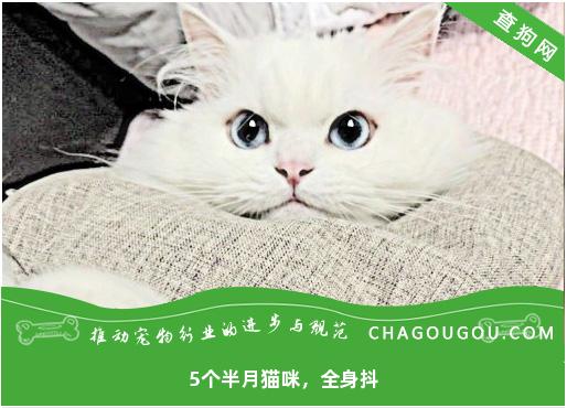 5个半月猫咪，全身抖