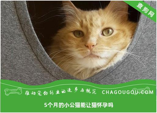 5个月的小公猫能让猫怀孕吗