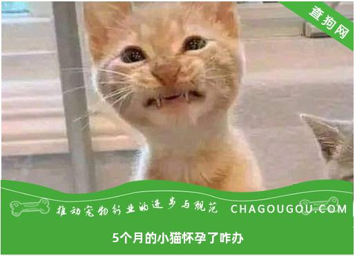 5个月的小猫怀孕了咋办