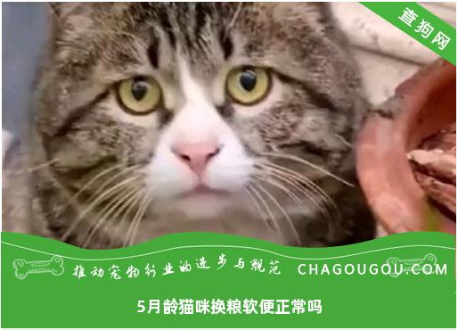 5月龄猫咪换粮软便正常吗