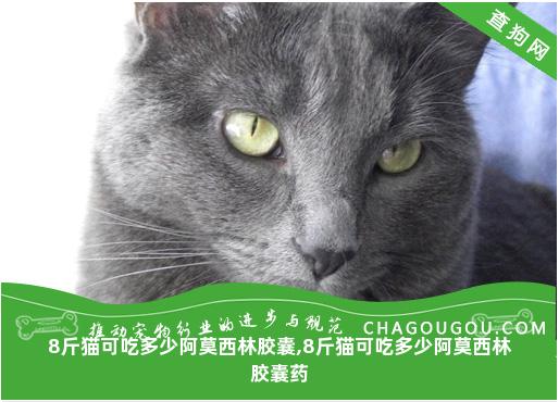 8斤猫可吃多少阿莫西林胶囊,8斤猫可吃多少阿莫西林胶囊药