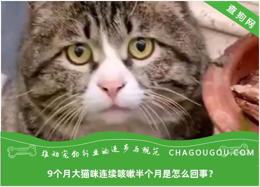 9个月大猫咪连续咳嗽半个月是怎么回事？