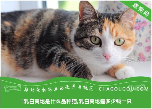 ​乳白高地是什么品种猫,乳白高地猫多少钱一只