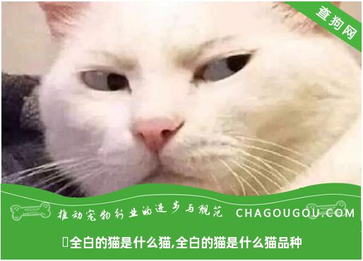 ​全白的猫是什么猫,全白的猫是什么猫品种