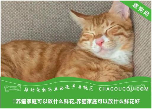 ​养猫家庭可以放什么鲜花,养猫家庭可以放什么鲜花好