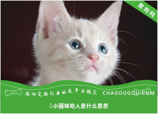 ​小猫咪哈人是什么意思