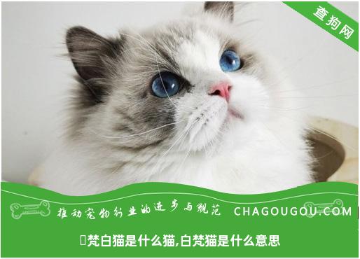 ​梵白猫是什么猫,白梵猫是什么意思