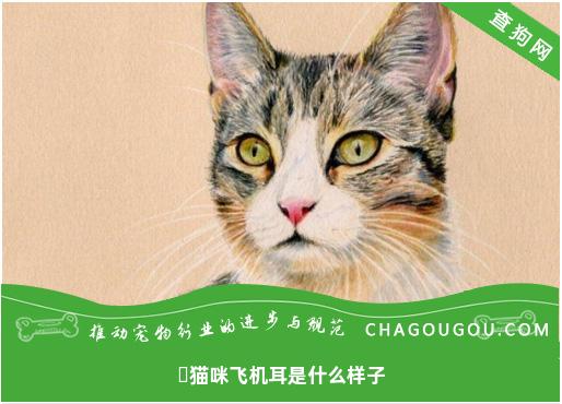 ​猫咪飞机耳是什么样子