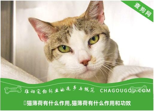 ​猫薄荷有什么作用,猫薄荷有什么作用和功效