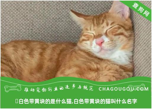 ​白色带黄块的是什么猫,白色带黄块的猫叫什么名字