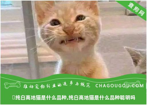 ​纯白高地猫是什么品种,纯白高地猫是什么品种聪明吗