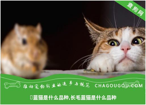 ​蓝猫是什么品种,长毛蓝猫是什么品种