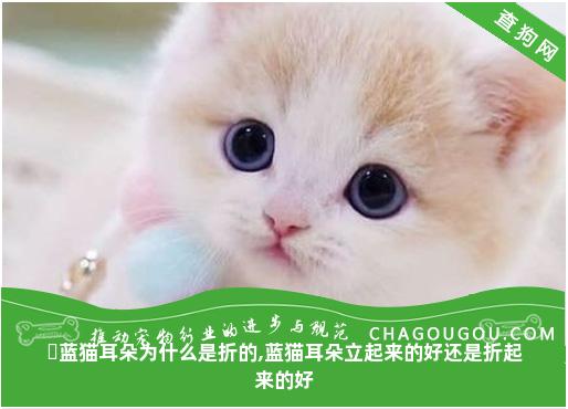 ​蓝猫耳朵为什么是折的,蓝猫耳朵立起来的好还是折起来的好