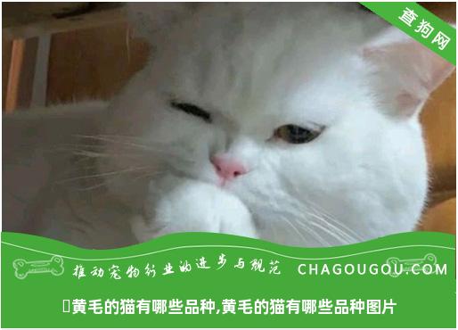 ​黄毛的猫有哪些品种,黄毛的猫有哪些品种图片