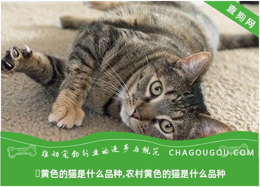 ​黄色的猫是什么品种,农村黄色的猫是什么品种